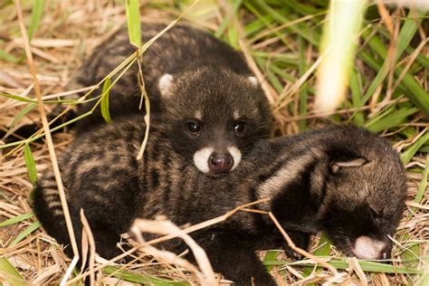 African Civet Facts | CRITTERFACTS