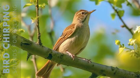 Birds Chirping - Relaxing Birdsong to Relieve Stress and Sleep Better ...