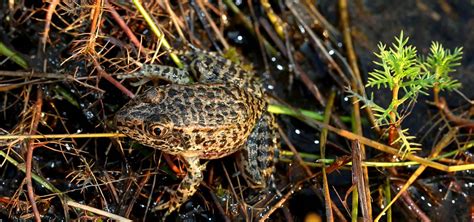 Conservation Update: Saving the Gopher Frog | North Carolina Zoo