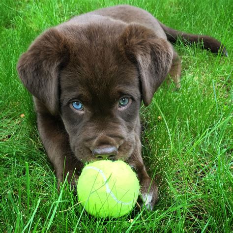 Husky Lab Mix Puppies For Sale Uk - puppiesc