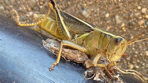 what species of grasshopper : r/whatsthisbug