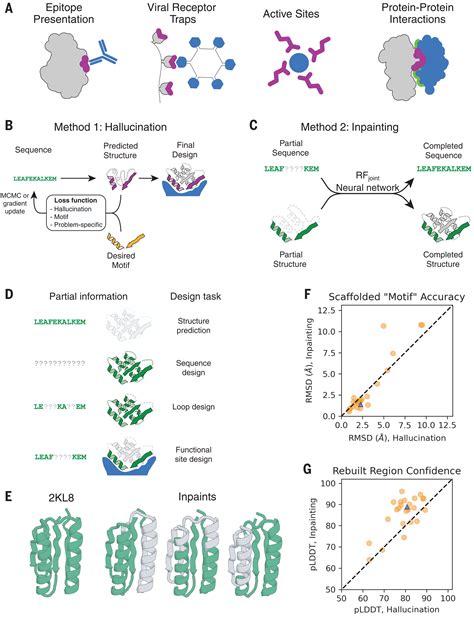 Scaffolding protein functional sites using deep learning | Science