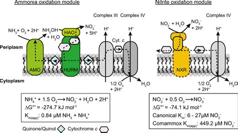 Schematic representation of the ammonia and nitrite oxidation modules ...