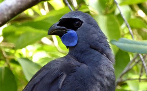 KŌKAKO BACK HOME IN TARANAKI | Tiaki Te Mauri o Parininihi Trust