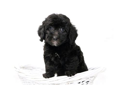 Goldendoodle Mini-DOG-Female-Black-2465394-My Next Puppy