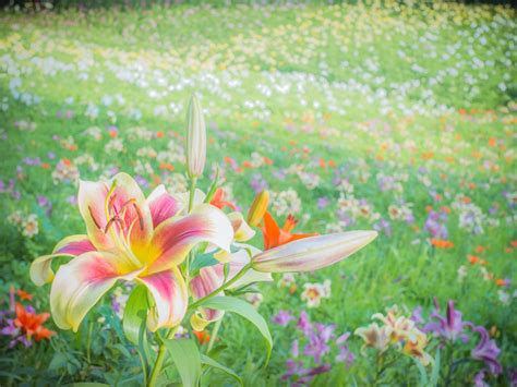 Fotografía lily field por Miyako Koumura en 500px | Miyako, Lily, Lilies of the field