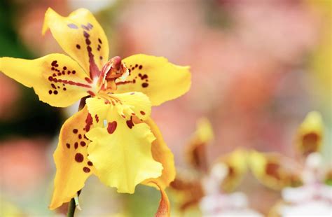 Growing and Caring for Oncidium Orchids at Home - MORFLORA