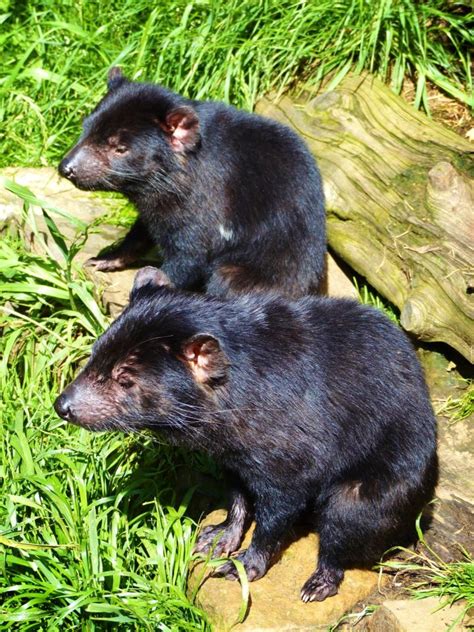 Tasmania: Tasmanian Devil Conservation Park – Travel2Unlimited