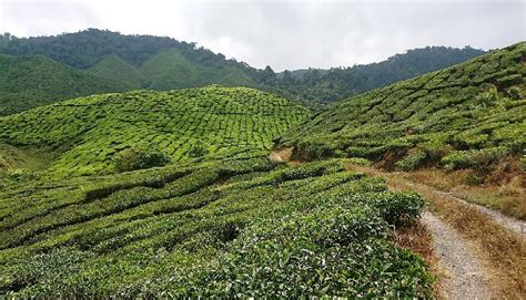 THE 5 BEST Cameron Highlands Hiking Trails (with Photos)