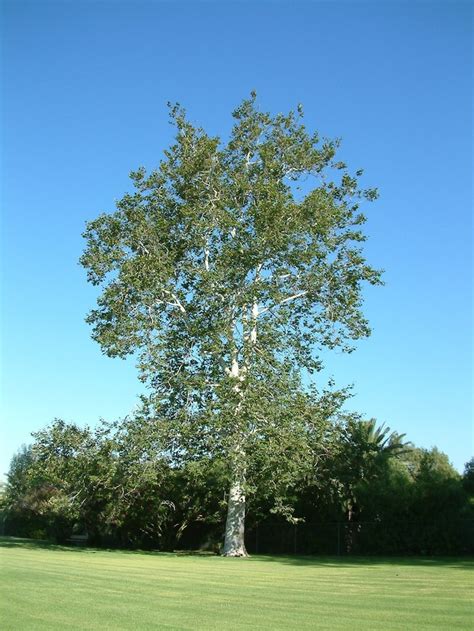 American Sycamore Seedling 18-24 Inches Tall - Etsy