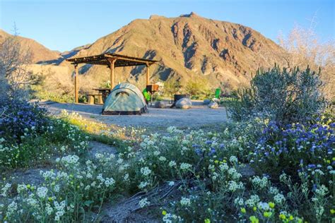 Anza-Borrego Desert State Park Wildflowers Bloom 2024 Guide - The National Parks Experience