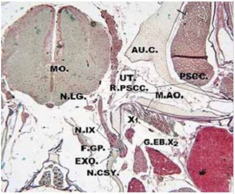 Photomicrograph of part of a transverse section of Oreochromis ...