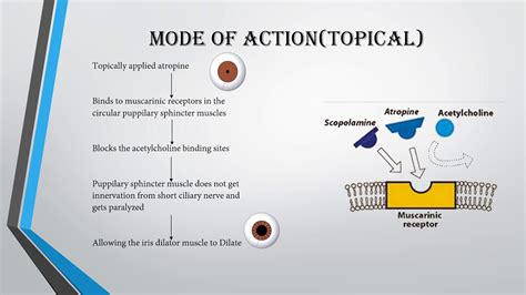 Atropine-mode of action,uses and side effects - YouTube