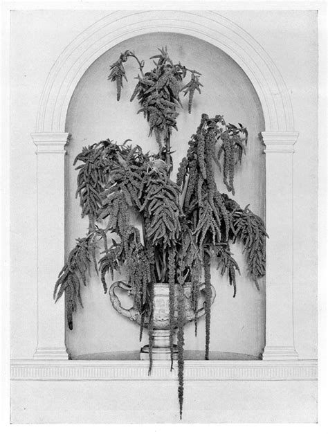 Warmick vase with green love lies bleeding, Constance Spry in Flower Decoration (J. M. Dent ...