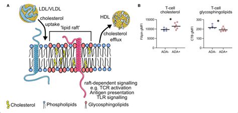 | Lipid raft-associated proteins are differentially expressed between ...