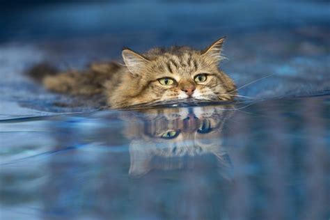 Water Cats: Some Cats Love to Swim and Play in Water - Tufts Catnip