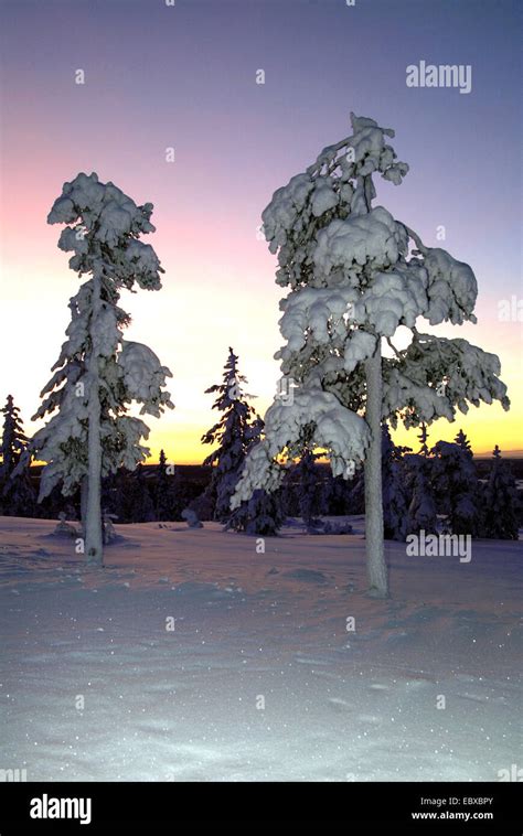 snowy trees in a beautiful winter landscape at dawn, Finland Stock ...