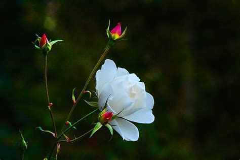 HD wallpaper: photography, flowers, flowering plant, beauty in nature ...