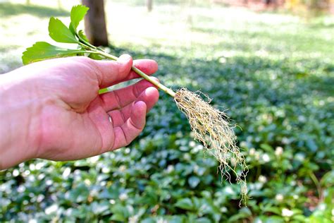 Common Pachysandra | The Nation's Largest Rare Pachysandra Seller ...