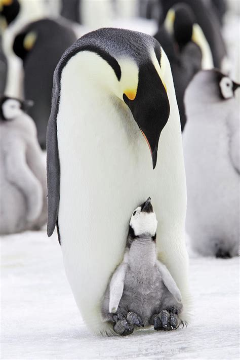 Emperor Penguin Chick