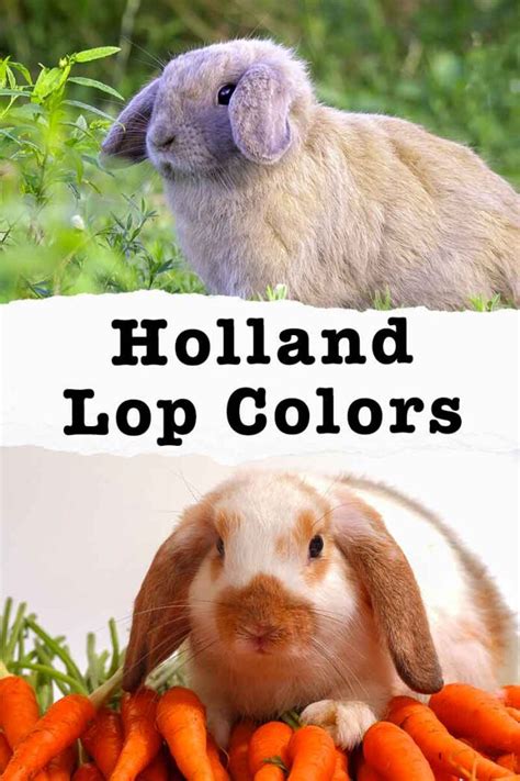 Holland Lop Colors - A Complete Guide To Holland Lop Bunny Colors