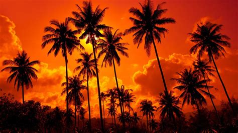 23 Palm Tree Sunset Wallpapers - Wallpaperboat