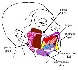 Oral: The Histology Guide