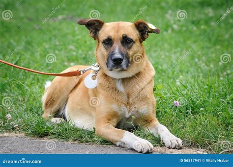 Dog during walking stock image. Image of fullmouthed - 56817941