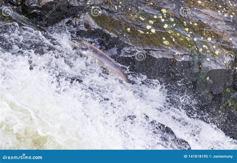 Wild Scottish Atlantic Salmon Leaping on Waterfall Stock Image - Image of salmon, waterfall ...