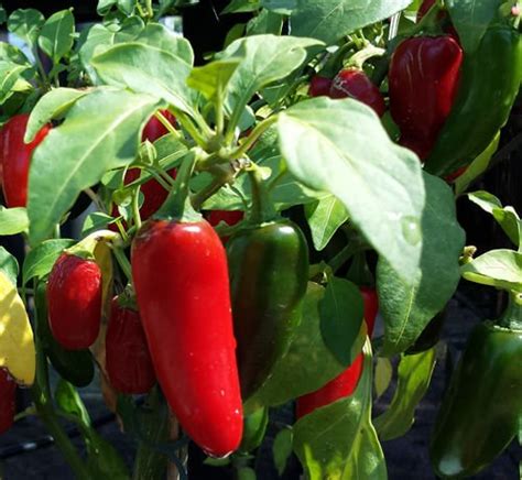 Mexican Red Jalapeño Chilli – A Pepper that is Widely Used all Over the World | Rahi SeedBank