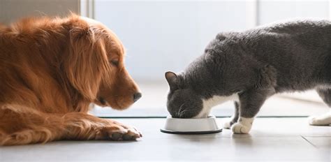 Is It Okay to Feed Dog Food to Your Cat? - The Vets