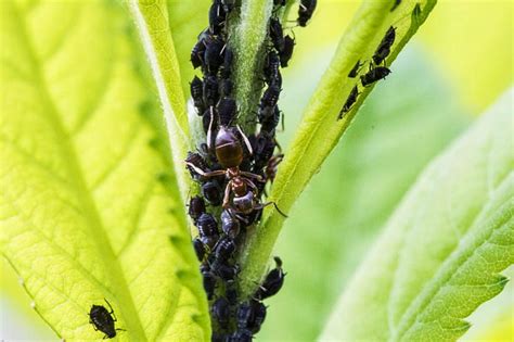 How To Spot Aphids On Tomato Plants (And What You Can Do To Stop Them!)