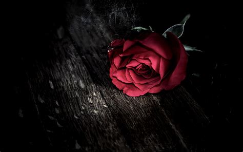 Gothic Roses Wallpaper - WallpaperSafari