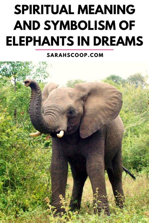 Spiritual Meaning and Symbolism of Elephants in Dreams