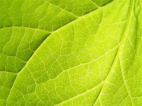 Leaf: Close up stock image. Image of branches, growth, forest - 175531