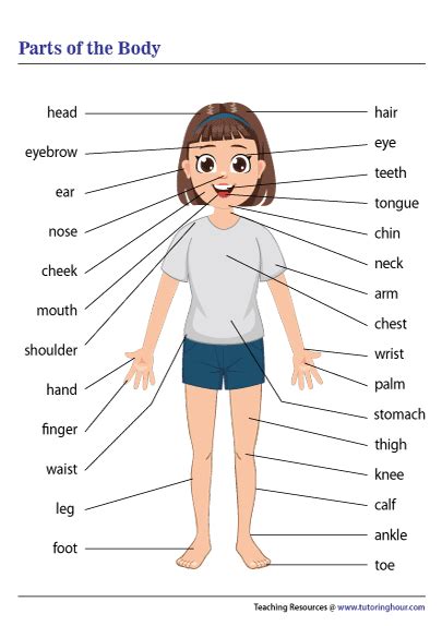 Parts of the Body Chart