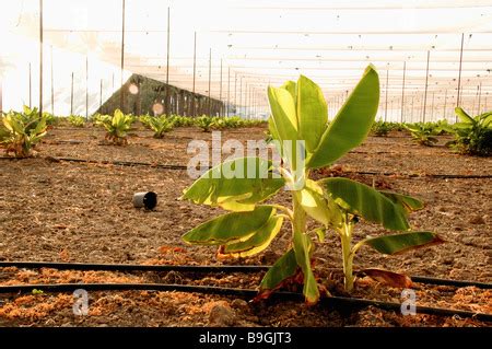 Newly planted young banana plants in a Banana Plantation Drip ...