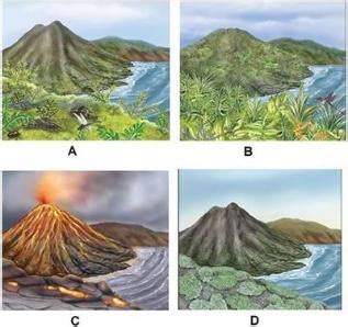 Primary Succession After Volcano Eruption