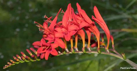 Crocosmia Bulbs Care: How To Grow Montbretia Lucifer Plant