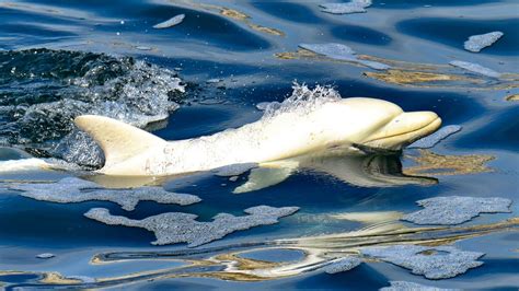 Extremely rare albino dolphin spotted in Africa, possibly for the 1st ...