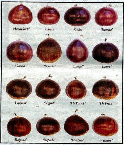 Chestnut Types | Misbell