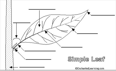 Label Simple Leaf External Anatomy - Printout - EnchantedLearning.com