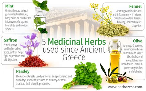 5 Medicinal Herbs Used Since Ancient Greece | HerbaZest