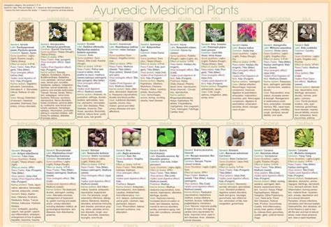 Ayurvedic plants | Ayurvedic herbs, Ayurvedic, Ayurvedic plants