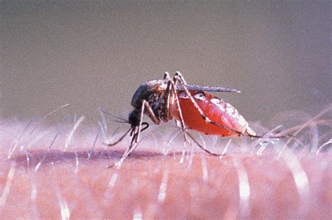 ESA - Mapping the deadly mosquito