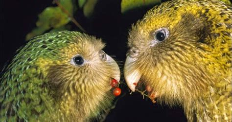 See The Kakapo, New Zealand's Critically Endangered 'Owl Parrot'