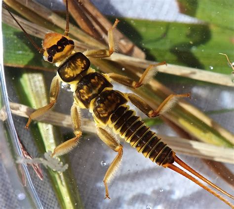 Aquatic Insects of Central Virginia: February 2014