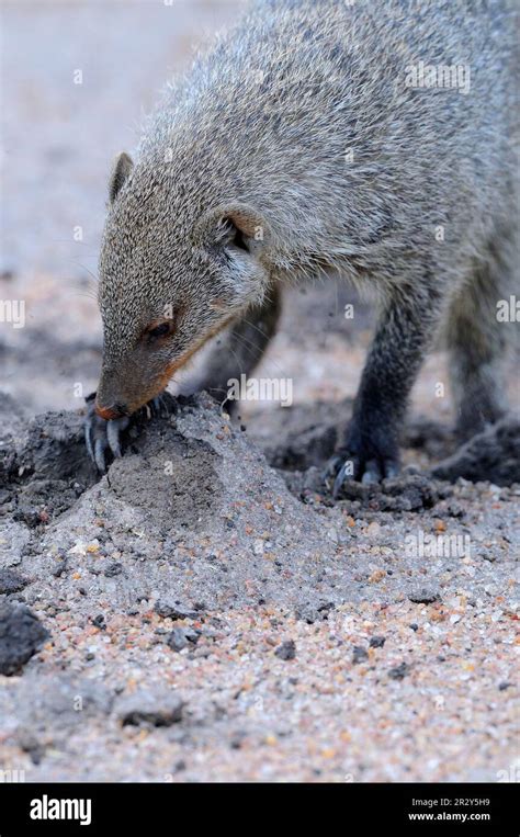 Zebra Mongoose, banded mongooses (Mungos mungo), predators, mammals, creepers, animals, Banded ...