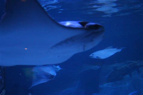Free stock photo of aquarium, beautiful, fish