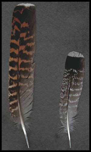 Western Capercaillie and Hazel Grouse feathers by TichodromaMuraria on ...